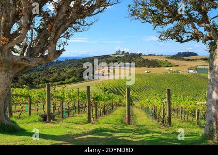 Un vigneto panoramico sull'Isola di Waiheke, Nuova Zelanda, casa di molti viticoltori Foto Stock