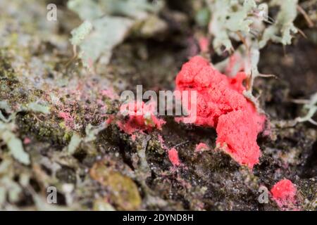 Funghi licenicolari (Illosporiopsis christiansenii) Foto Stock