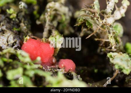 Funghi licenicolari (Illosporiopsis christiansenii) Foto Stock