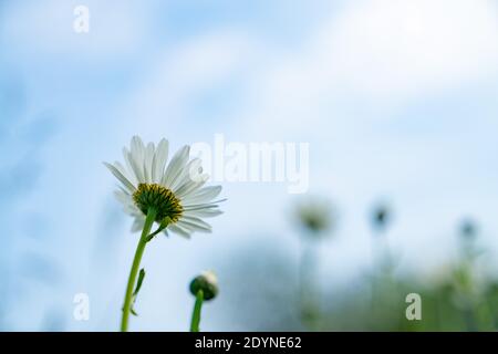 Primo piano di una margherita bianca in fiore sotto il bianco nuvole e cielo blu sullo sfondo di bellissimi fiori della natura Foto Stock