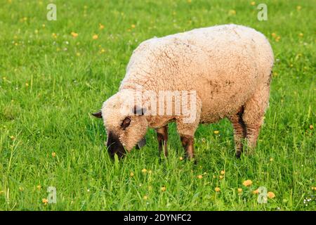 Pecora a testa bruna (Ovis ammon) ariete, in primavera, Svizzera Foto Stock