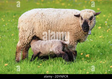 Pecora a testa bruna (Ovis ammon) ariete, in primavera, Svizzera Foto Stock