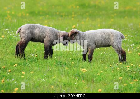 Pecora a testa bruna (Ovis ammon) ariete, in primavera, Svizzera Foto Stock