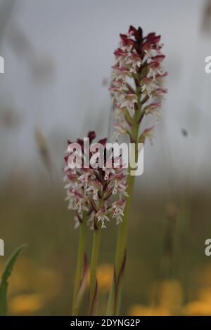 Orchidea bruciata, orchidea bruciata, orchidea bruciata (Orchis ustulata var. Ustulata, Neotinea ustulata), fiorente su un prato, Svezia Foto Stock