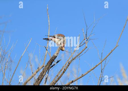 Gheppio americano (Falco sparverius) Con un mouse Bosque del Apache New Mexico USA Foto Stock