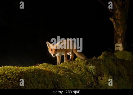 Volpe rossa (Vulpes vulpes), Trossachs National Park, Scozia, Regno Unito. Immagine trappola telecamera. Foto Stock