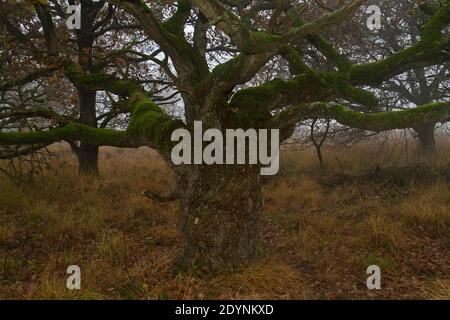 Legno di quercia annodato con rami mossi aggrovigliati in autunno Foto Stock