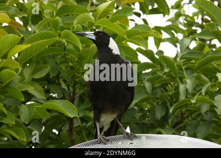 Un'Australian Magpie che indaga su un cortile suburbano. Foto Stock