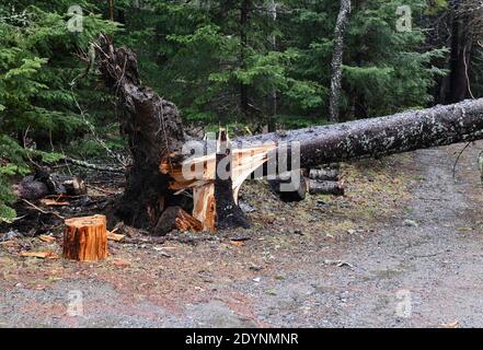 Grandi alberi di abete caduti abbattuti da recente tempesta del vento Foto Stock