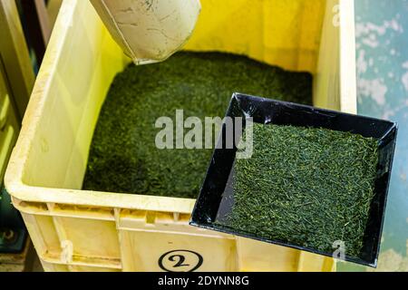 Green Tea Factory a Hamamatsu, Giappone Foto Stock