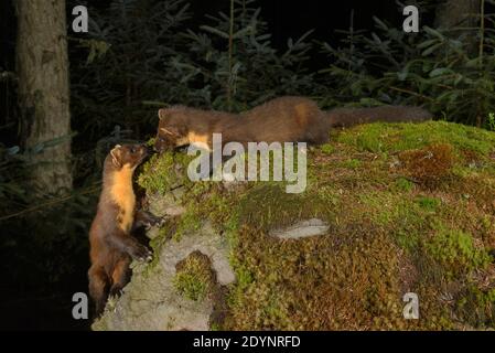 Pineta (Martes Martes), Trossachs National Park, Scozia, Regno Unito. Settembre 2020. Fotografato da fotocamera trappola. Foto Stock