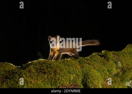 Pineta (Martes Martes), Trossachs National Park, Scozia, Regno Unito. Settembre 2020. Fotografato da fotocamera trappola. Foto Stock