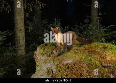 Pineta (Martes Martes), Trossachs National Park, Scozia, Regno Unito. Settembre 2020. Fotografato da fotocamera trappola. Foto Stock