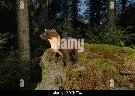 Pineta (Martes Martes), Trossachs National Park, Scozia, Regno Unito. Settembre 2020. Fotografato da fotocamera trappola. Foto Stock