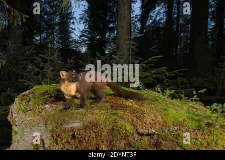 Pineta (Martes Martes), Trossachs National Park, Scozia, Regno Unito. Settembre 2020. Fotografato da fotocamera trappola. Foto Stock