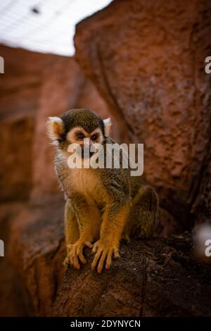 Carino scoiattolo scimmia saimiri su albero con sfondo arancione Foto Stock