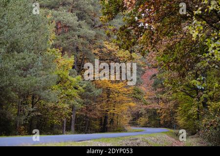 Svuotare la strada forestale in autunno Foto Stock