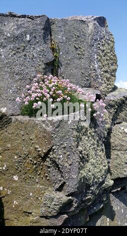 Immagine del chiodo di mare rosa appeso in alto sul livello del mare sulla mensola di roccia. Foto Stock