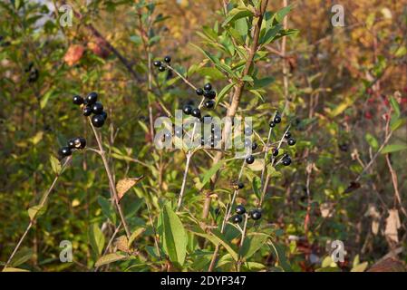Ramo vulgare Ligustrum con frutto nero Foto Stock
