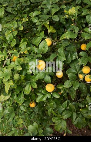 Poncirus trifoliata ramo con frutta matura e non matura Foto Stock