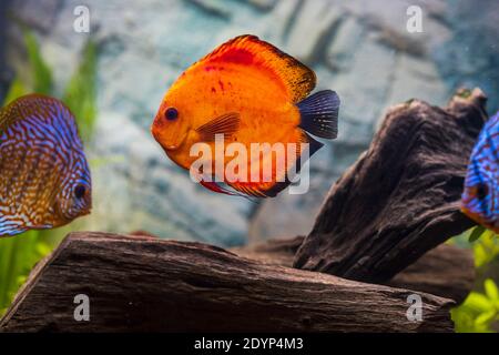 Vista del pesce discus che nuotano nell'acquario piantato. Pesci tropicali. Splendidi sfondi naturali. Concetto di hobby. Foto Stock