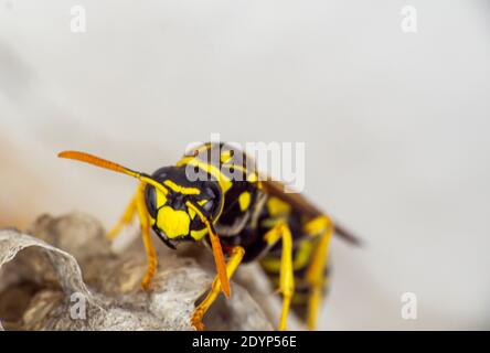 wasp seduto sulla parte superiore della macro di primo piano del nido di wasp Foto Stock