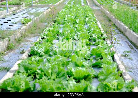 Frillice Iceberg pianta vegetale di lattuga coltivata in azienda agricola di giardino Foto Stock