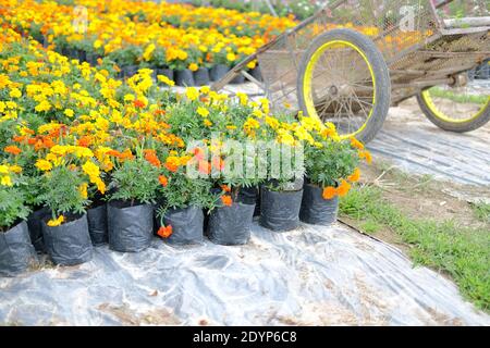 fiore francese di marigold nella coltivazione in fattoria di flora. piantagione di fiori coltivazione Foto Stock
