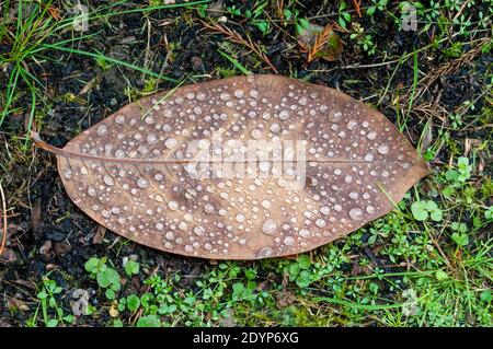 Perline di acqua piovana su una foglia caduta. Foto Stock