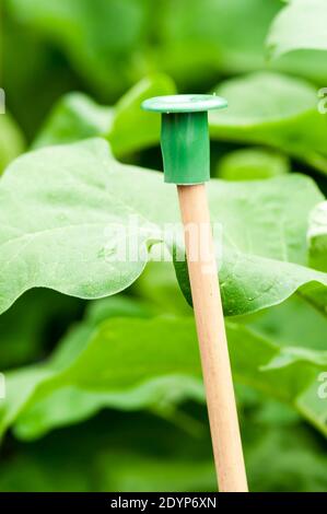 Copricapo o di canna di gomma sulla parte superiore di un palo di bambù come protezione di sicurezza. Foto Stock