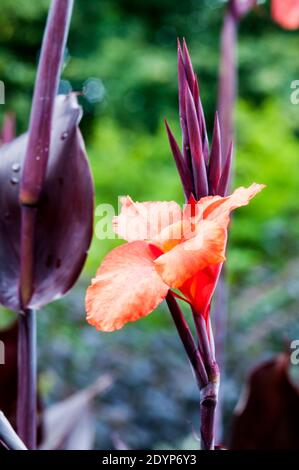 Canna Lily "Australia" Foto Stock