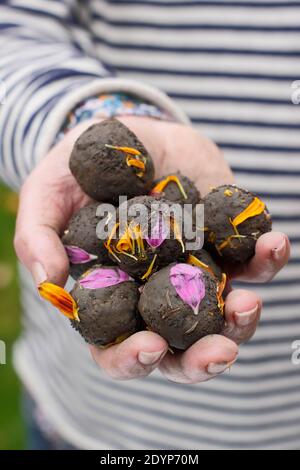 Bombe di fiori fatte in casa, o palline di semi, con terreno di argilla incastonato con vari semi di fiori e abbellito con petali pronti per la piantagione. REGNO UNITO Foto Stock