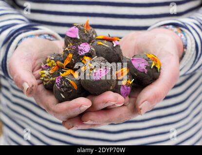 Bombe di fiori fatte in casa, o palline di semi, con terreno di argilla incastonato con vari semi di fiori e abbellito con petali pronti per la piantagione. REGNO UNITO Foto Stock