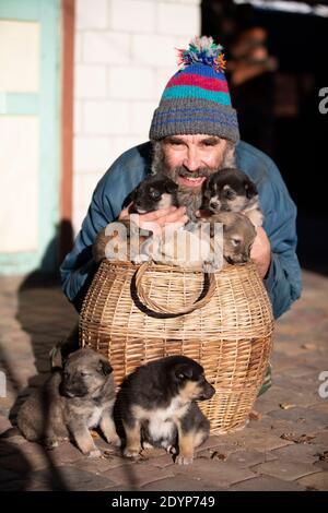 Un uomo anziano con piccoli cuccioli seduti in un cesto di vimini. Allevatore di cani. Venditore di cuccioli. Canile per cani. Foto Stock