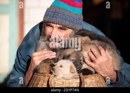 Un uomo anziano con piccoli cuccioli seduti in un cesto di vimini. Allevatore di cani. Venditore di cuccioli. Canile per cani. Foto Stock