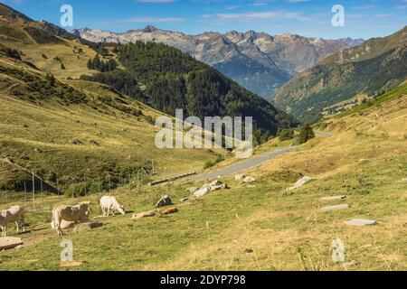 Ciclisti nei Pirenei - Aubisque, Tourmalet Foto Stock