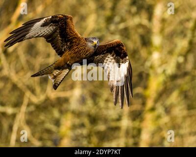 Un aquilone rosso che vola a metà del Galles Foto Stock