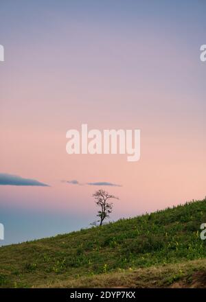 Albero solitario su una collina verde con cielo colorato in campagna Foto Stock