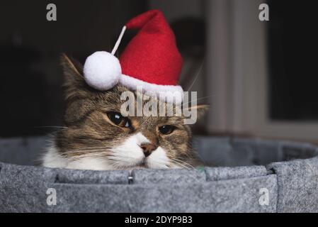 Tabby british shorthait cat indossando un cappello di Natale mentre vi rilassate nella scommessa di pet e guardando infastiditi Foto Stock