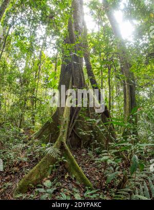 Verticale Vista panoramica dell'alto albero in legno di ta all'interno Della foresta pluviale tropicale della pianura nell'Amazzonia ecuadoriana Foto Stock