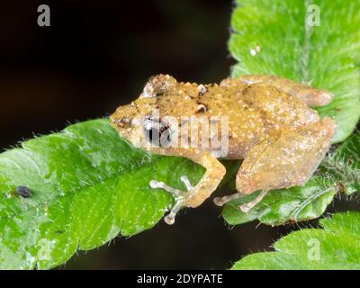 Rana di pioggia a grinzelo d'arancia (Pristimantis coceoinguinis) su una foglia di notte nella foresta pluviale, Ecuador Foto Stock