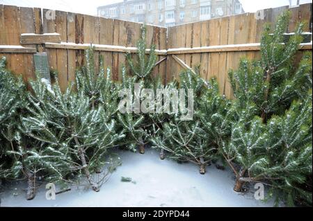 Preparazione per il giorno di Capodanno. Pini e spruces che mettono in vendita al box esterno. Kiev, Ucraina Foto Stock