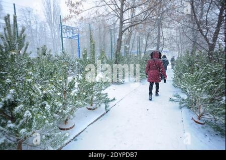 Preparazione per il giorno di Capodanno. Pini e spruces che mettono in vendita al box esterno, persone che camminano. Kiev, Ucraina Foto Stock