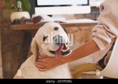 Immagine di carino cane bello guardando la macchina fotografica durante il gioco con il suo proprietario Foto Stock