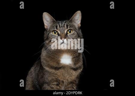 Ritratto in studio di tabby European Shorthair cat su sfondo nero Foto Stock