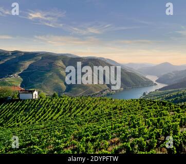 Portogallo, l'Alto Douro, una cappella tra vigneti terrazzati sopra il fiume Douro tra Pinhao e peso da Regua Foto Stock