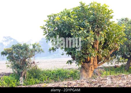 Antico albero di acutangula di Barringtonia di piccole dimensioni nei campi agricoli Foto Stock