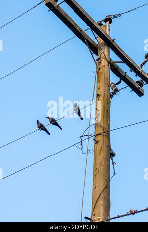 Tre corvi sono seduti su un filo di un'elettricità palo Foto Stock