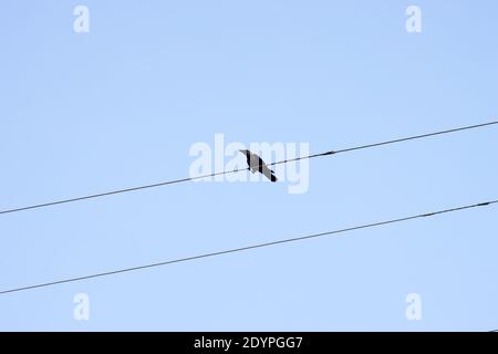 Un corvo seduto su un cavo elettrico sotto il blu cielo Foto Stock