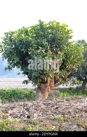 Barringtonia acutangula piccolo albero accanto alla grande fattoria agricola Foto Stock